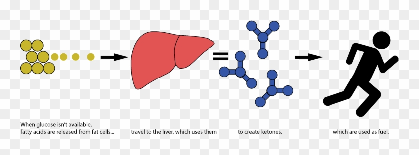 Keto Diagram - Ketoscience Reddit #1459914