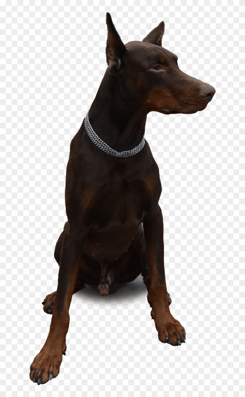 Clipart Face Doberman - Доберман Пнг #1460941
