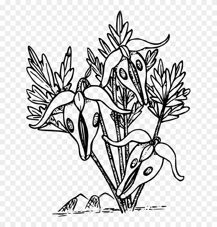 Bleeding Heart Flower Drawing At Getdrawings - Bleeding Heart Flower Coloring #1466662