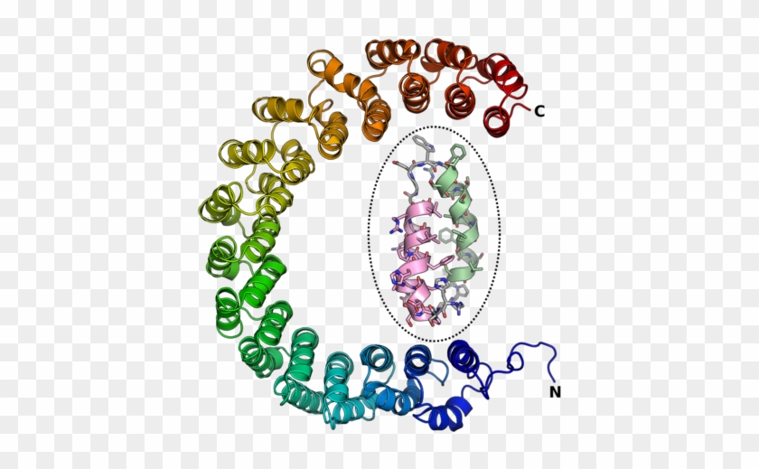 An Example Of An Alpha Solenoid Structure Composed - Importin Alpha Armadillo Repeats #1468311