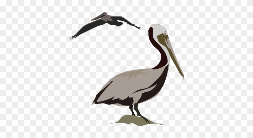 Pelicans - Pelicans #1468926