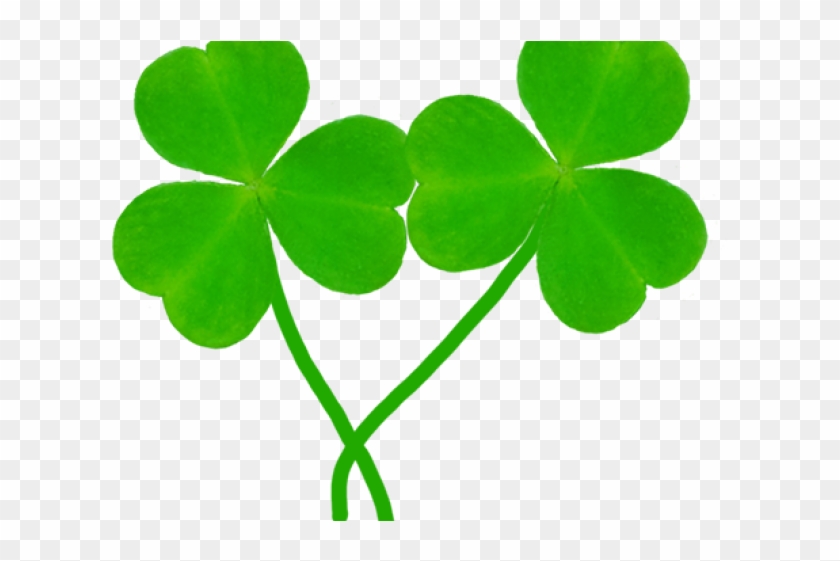 Shamrocks Clipart - Shamrocks Clipart #1470212