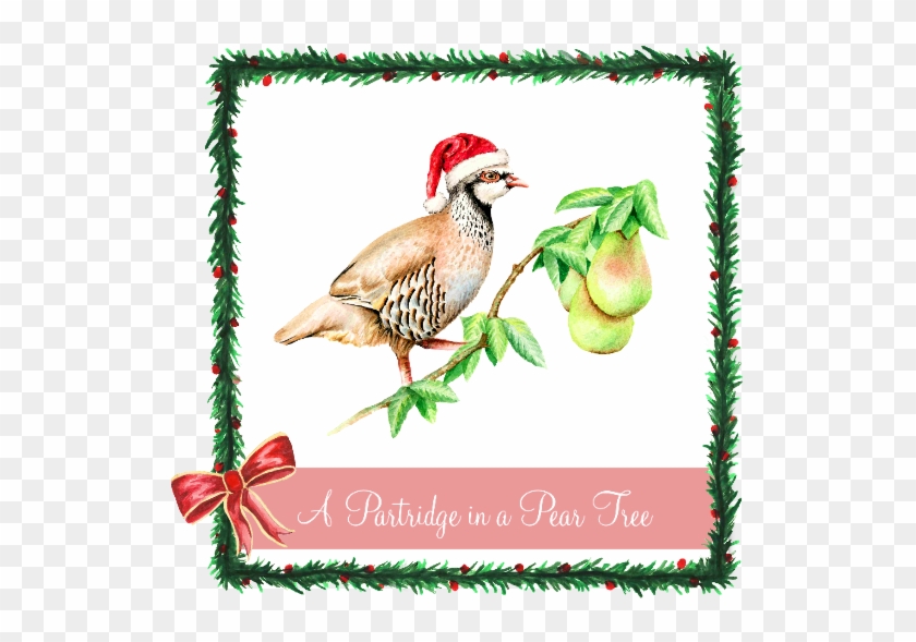 A Partridge In A Pear Tree - First Day Of Christmas Partridge #1470234