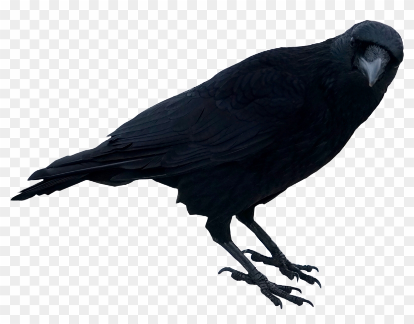 Standing Image Purepng Free - Raven #1472735