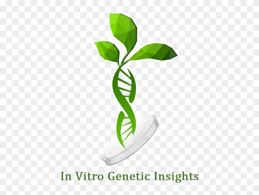 Genes Affecting Plant Regeneration And Transformation - Plant Regeneration #1473214