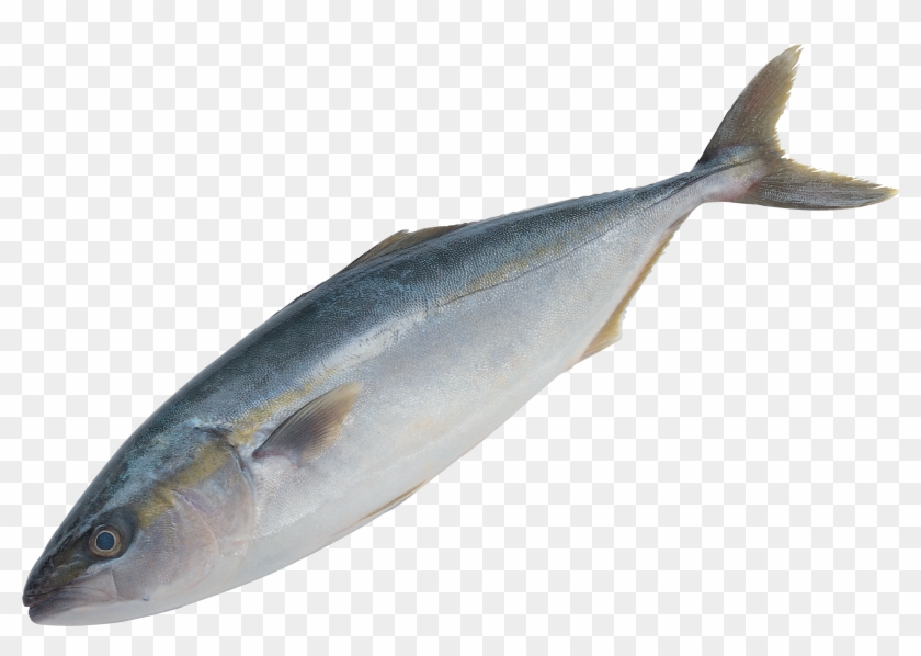 Fish Png Image Free Download Free Clip Art Of Book - Fish Png Image Free Download Free Clip Art Of Book #1477058