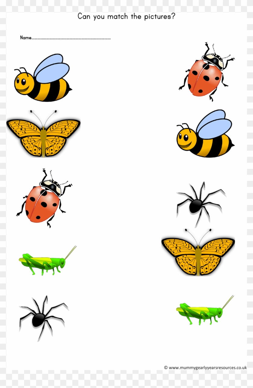 Mini Beasts Matching Pictures Worksheet - Mini Beasts Activities #233202