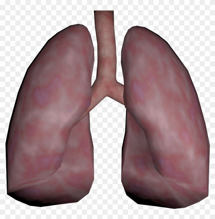 Lungs Png Transparent Images - Lungs Png Transparent Images #1483347