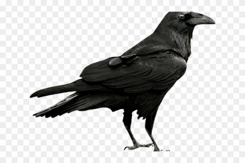 Gothic Clipart Crow - Gothic Clipart Crow #1483454