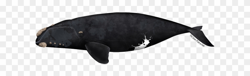 North Pacific Right Whale - North Pacific Right Whale #1485266