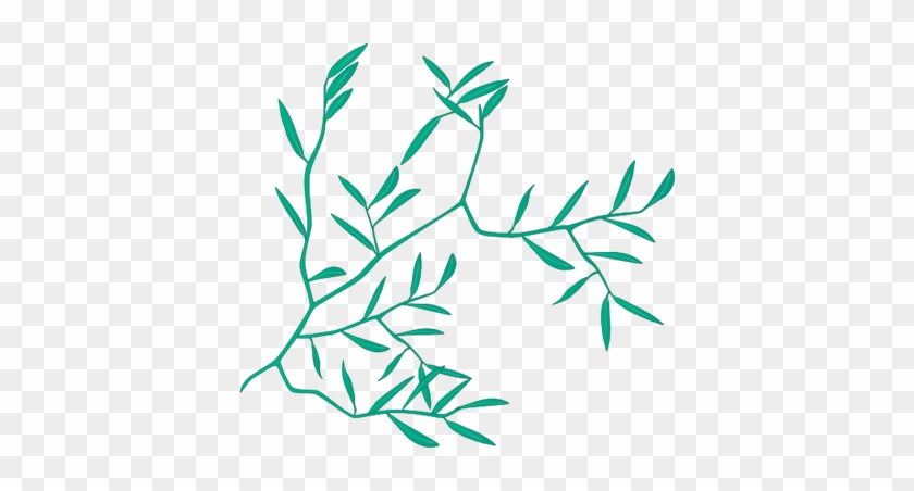 Ian Symbol Microstegium Vimineum 1 - Ian Symbol Microstegium Vimineum 1 #1485377