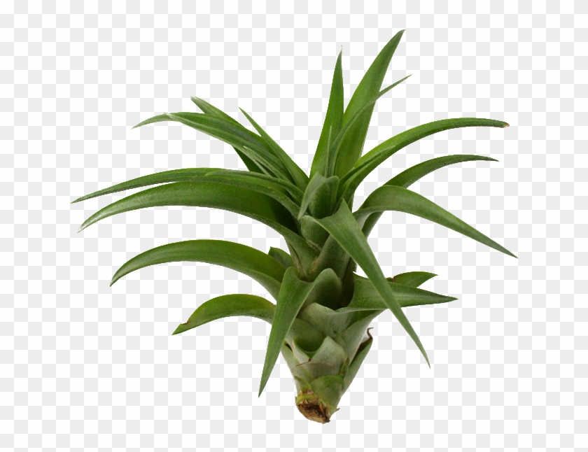 Brachycaulos Hybrid Plant X - Brachycaulos Hybrid Plant X #1485405