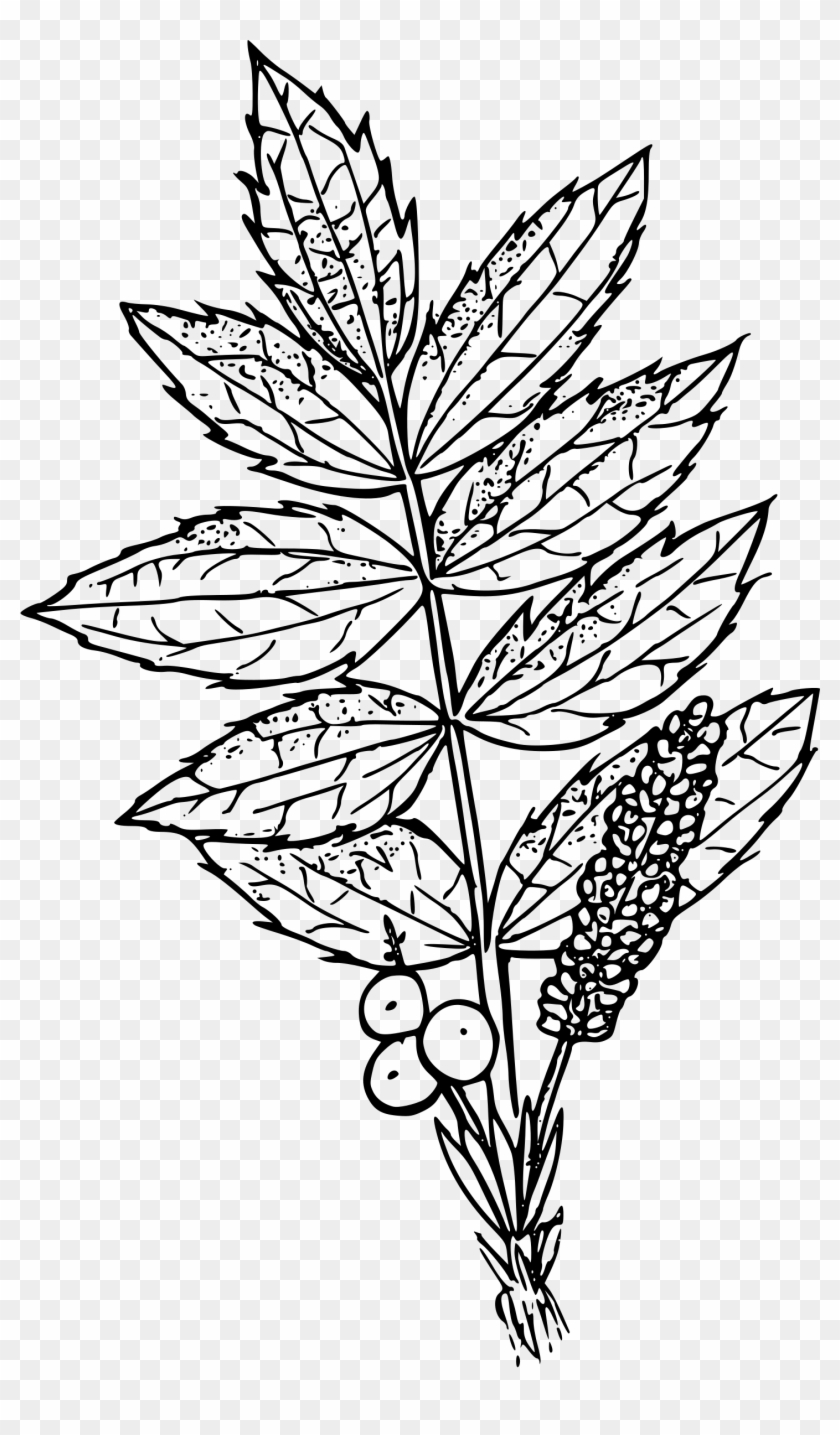 Oregon Clipart Flower - Oregon Clipart Flower #1489091