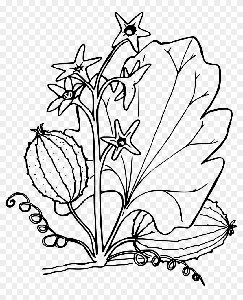 Oregon Clipart Flower - Oregon Clipart Flower #1489095