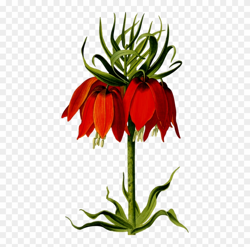 Flower Floral Design Drawing Computer Icons - Flower Floral Design Drawing Computer Icons #1491016