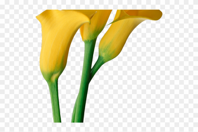 Calla Lily Clipart Memorial Flower - Calla Lily Clipart Memorial Flower #1491041