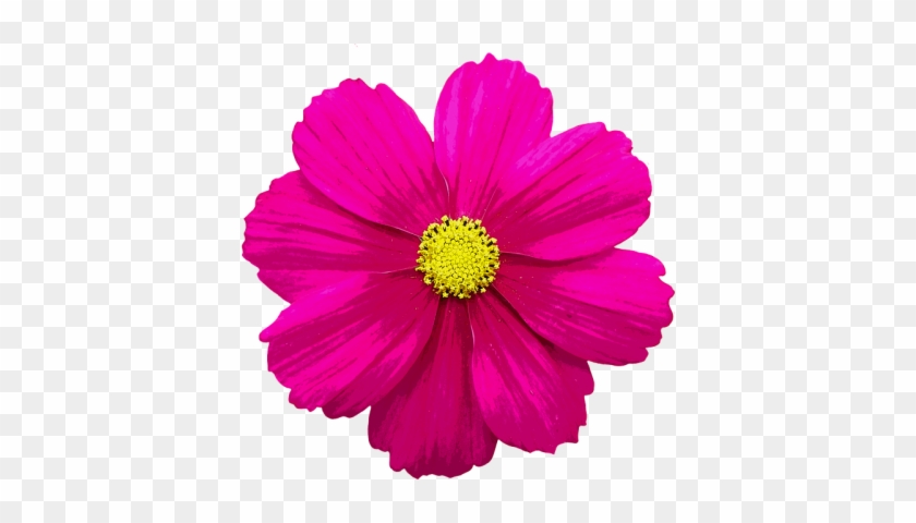 Blossom, B - Blossom, B #1496040
