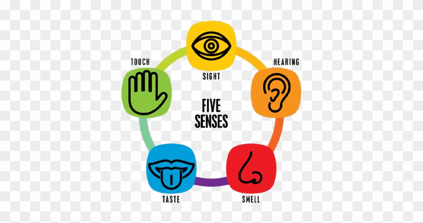 5 Senses Clipart Transparent - 5 Senses Clipart Transparent #1496741