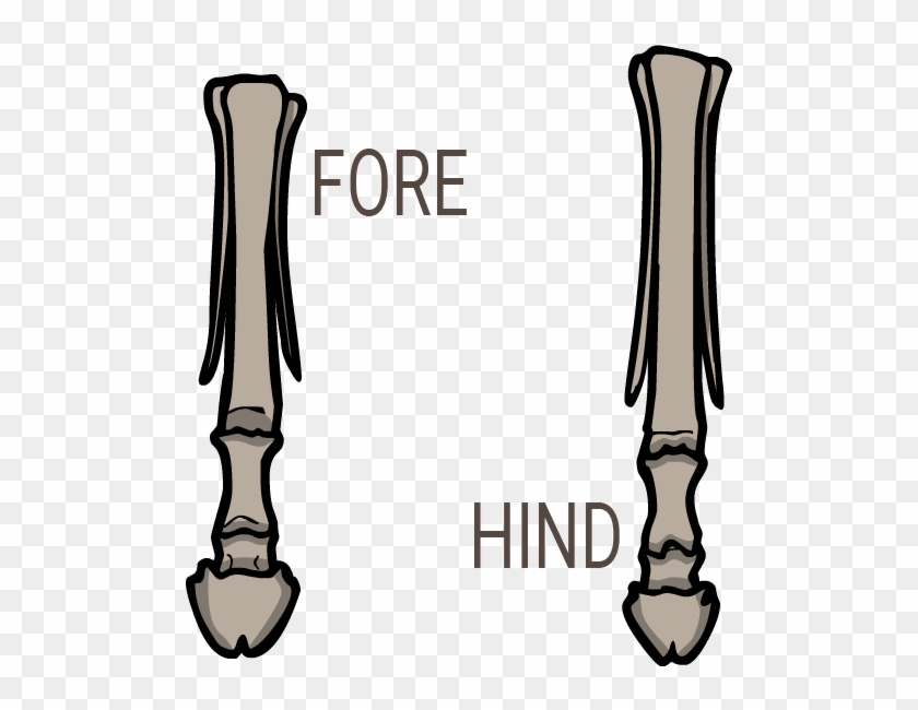 Pliohippus Feet - Pliohippus Feet #1496865