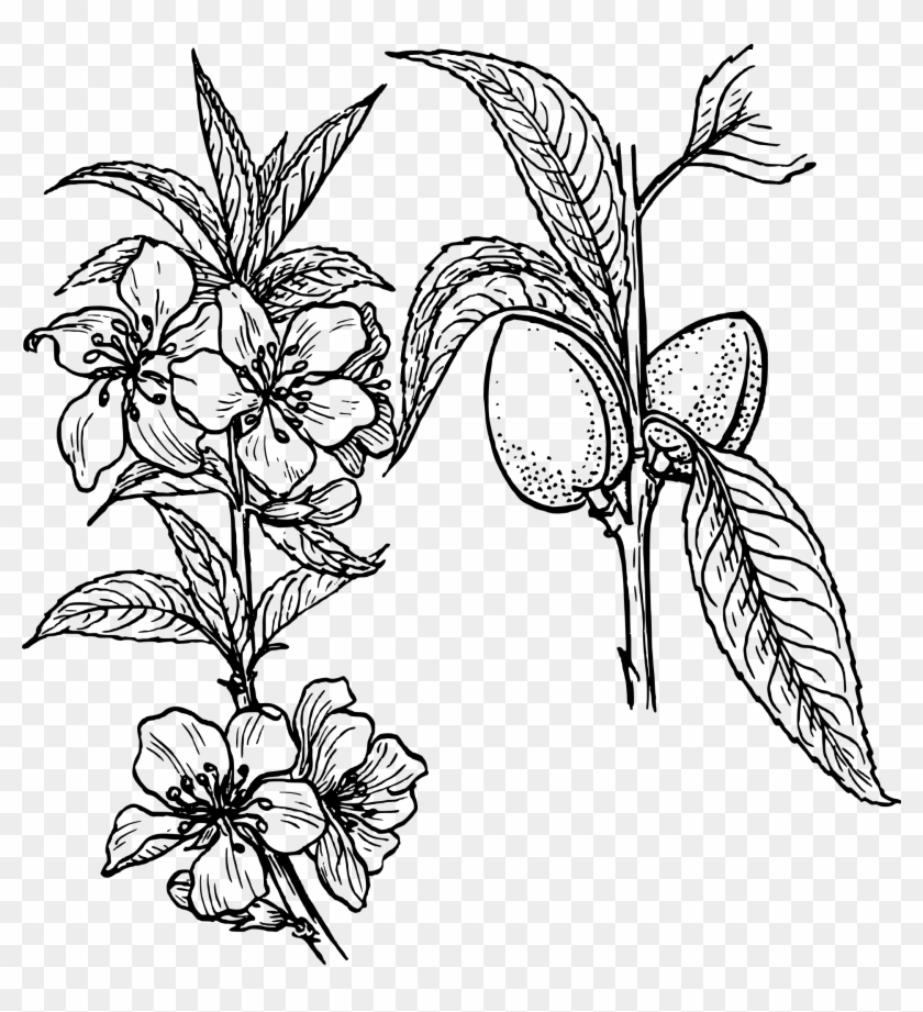 Almond Plant 1920px - Almond Plant 1920px #1501834