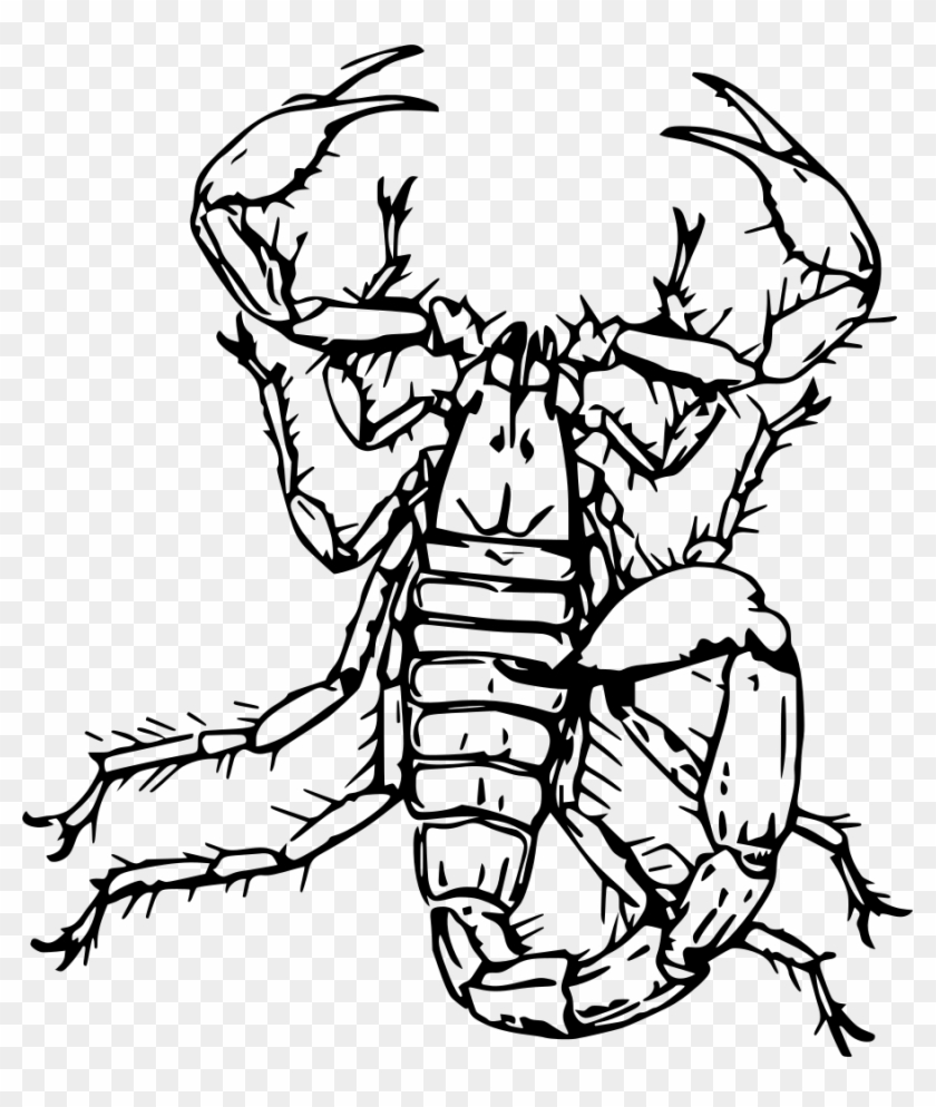 Scorpian Drawing Bug - Scorpian Drawing Bug #1502798