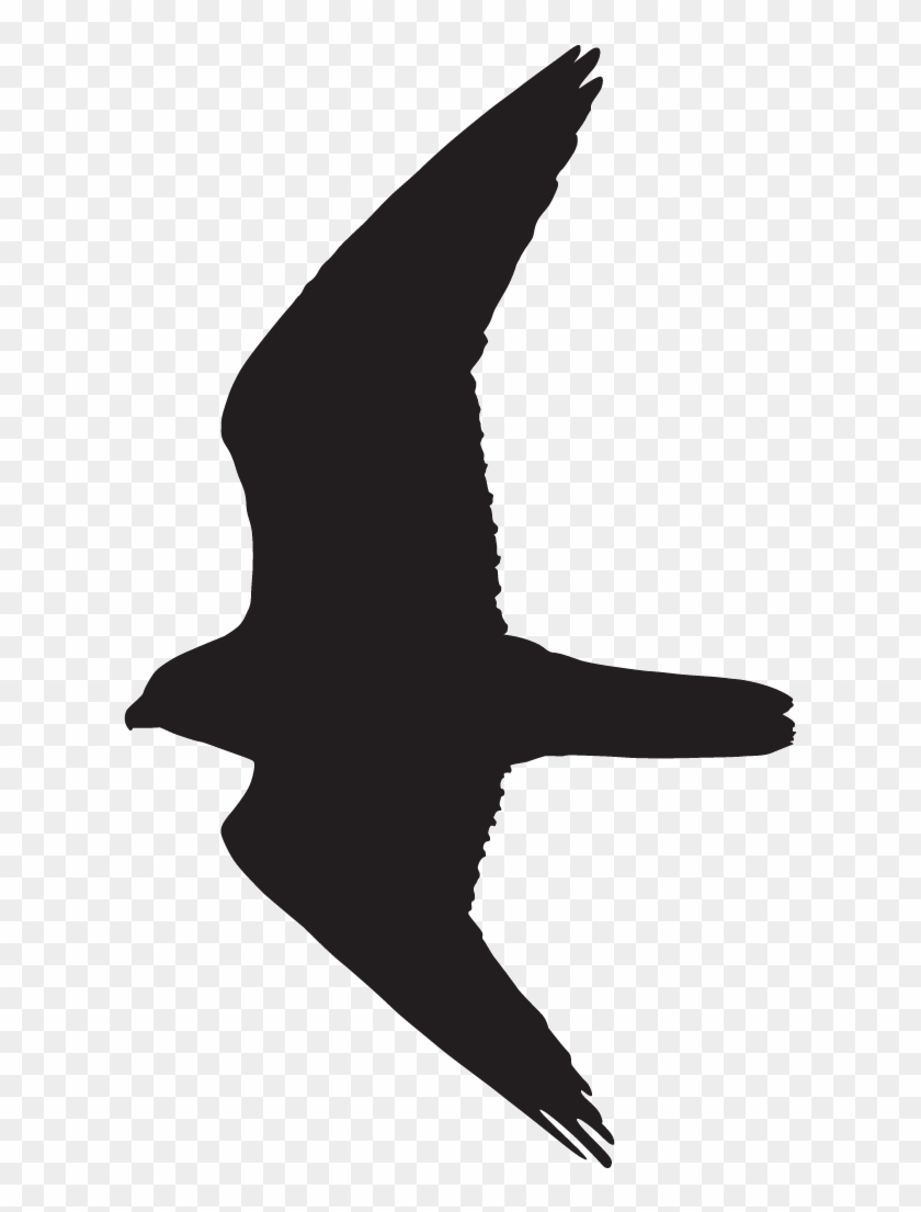 Prairie Falcon Atlanta Falcons Clipart - Prairie Falcon Atlanta Falcons Clipart #1504204