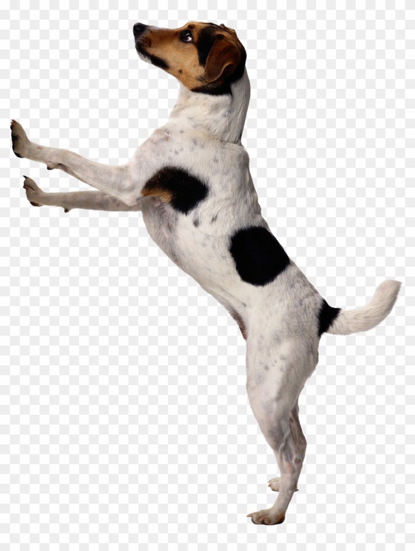 Dog Png - Petime Dog Potty Traning Doorbell Housetraining Tinkle #236843