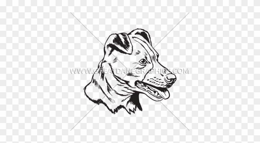 Jack Russell - Jack Russell #1509853