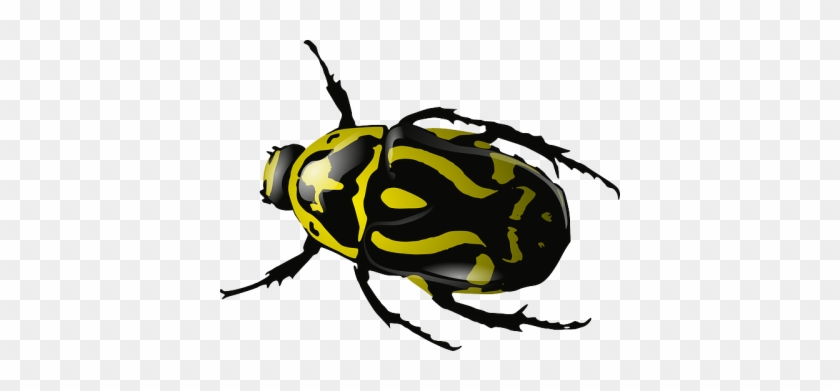 Beetle Clip Art Free Png - Beetle Clip Art Free Png #1511663