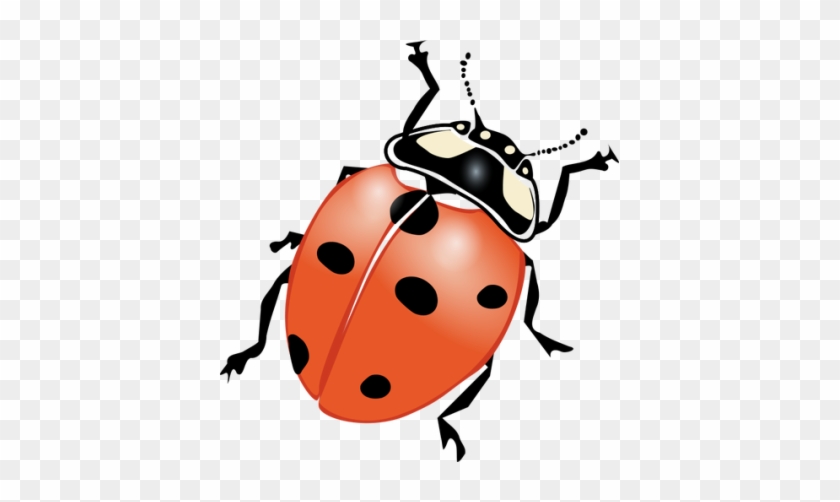 Ladybug Png - Ladybug Png #1513116