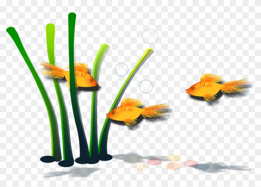 Goldfish Fish Aquamarine Aquatic - Goldfish Fish Aquamarine Aquatic #1514749
