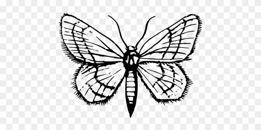 Monarch Butterfly Moth Pieridae Insect - Monarch Butterfly Moth Pieridae Insect #1515283
