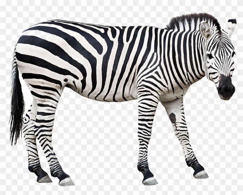 Zebra Stock Clip Art - Zebra Stock Clip Art #1516008