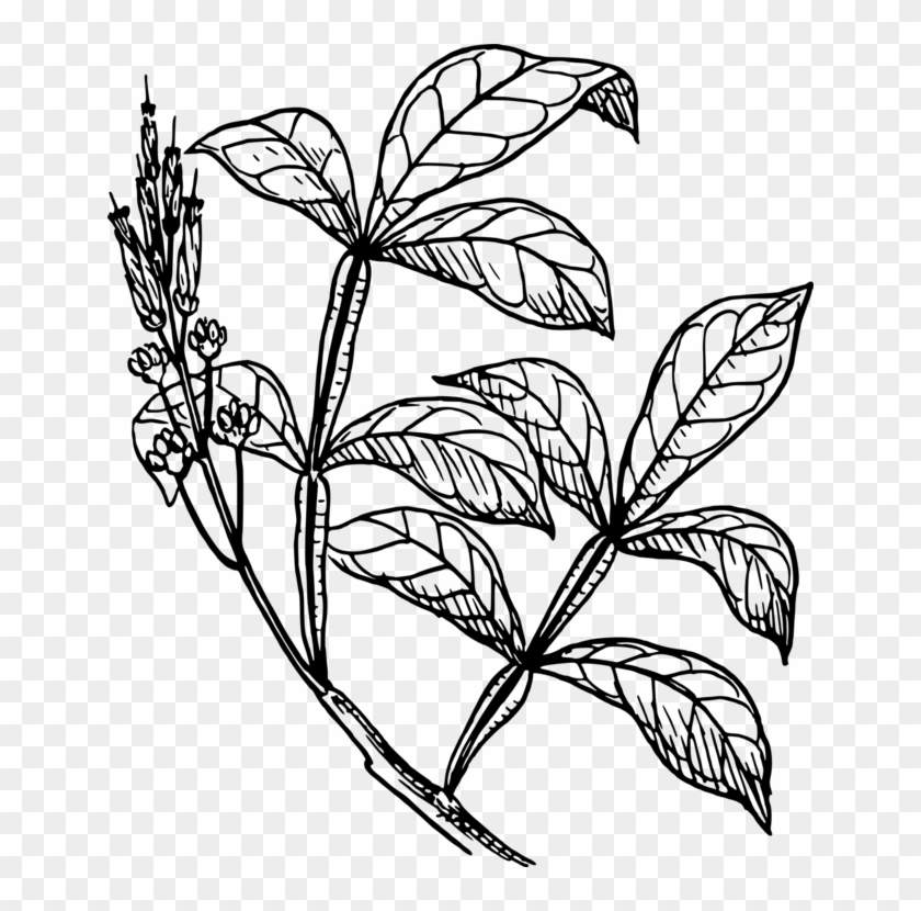 Quassia Amara Plants Stem - Quassia Amara Plants Stem #1518573