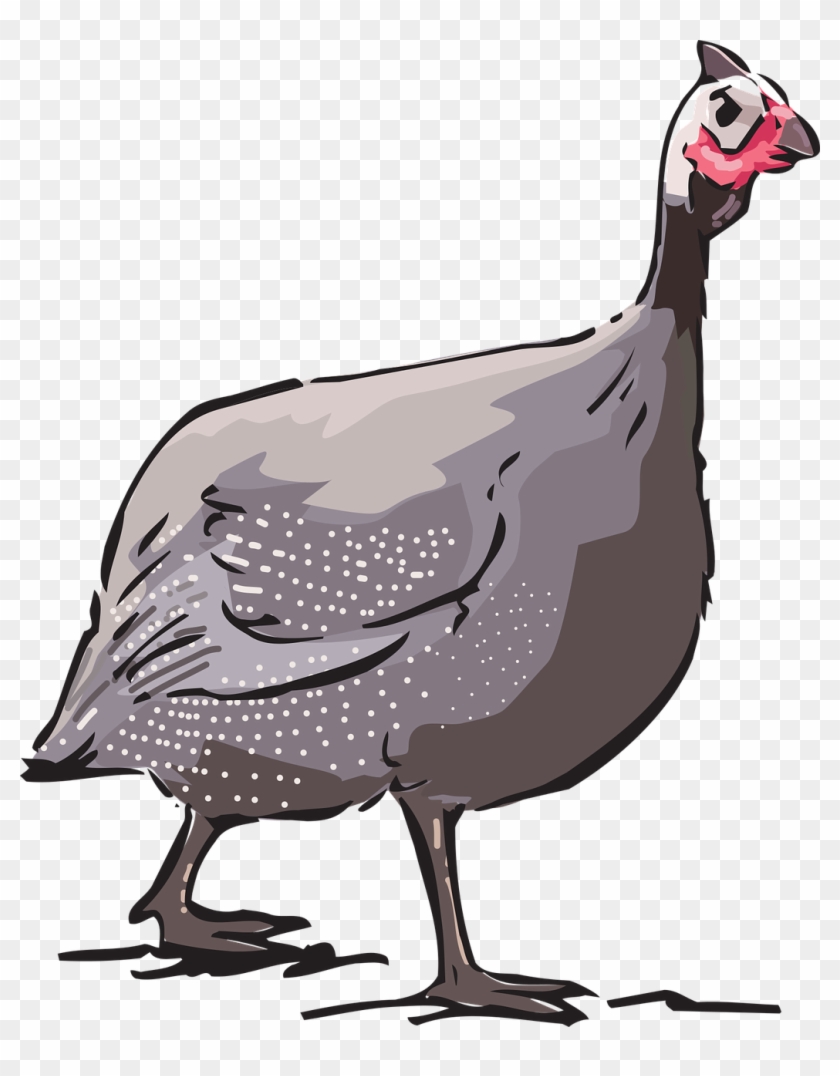 Guinea Fowl Source - Guinea Fowl Source #1520126