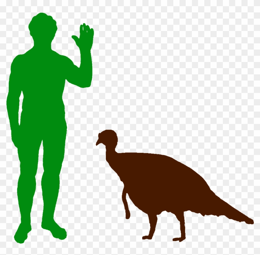 North American Wild Turkey And Human - North American Wild Turkey And Human #1520127