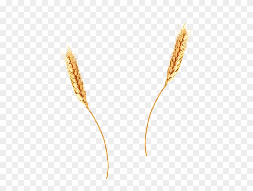 Barley Clipart Wheat Spike - Barley Clipart Wheat Spike #1521377