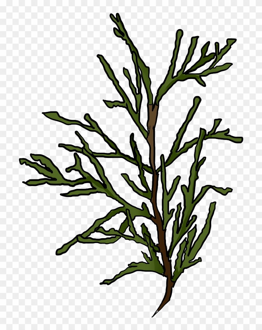 Juniper At Getdrawings Com - Juniper At Getdrawings Com #1522290