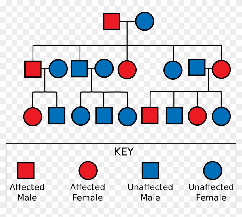 Genetics, Family Health History And Genetic Testing - Genetics, Family Health History And Genetic Testing #1522982