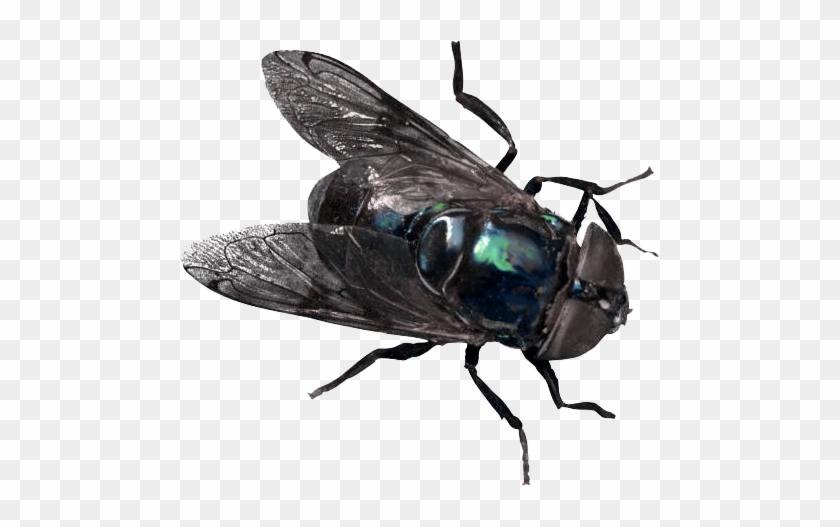 Back Flies Bing Images - Back Flies Bing Images #1524564