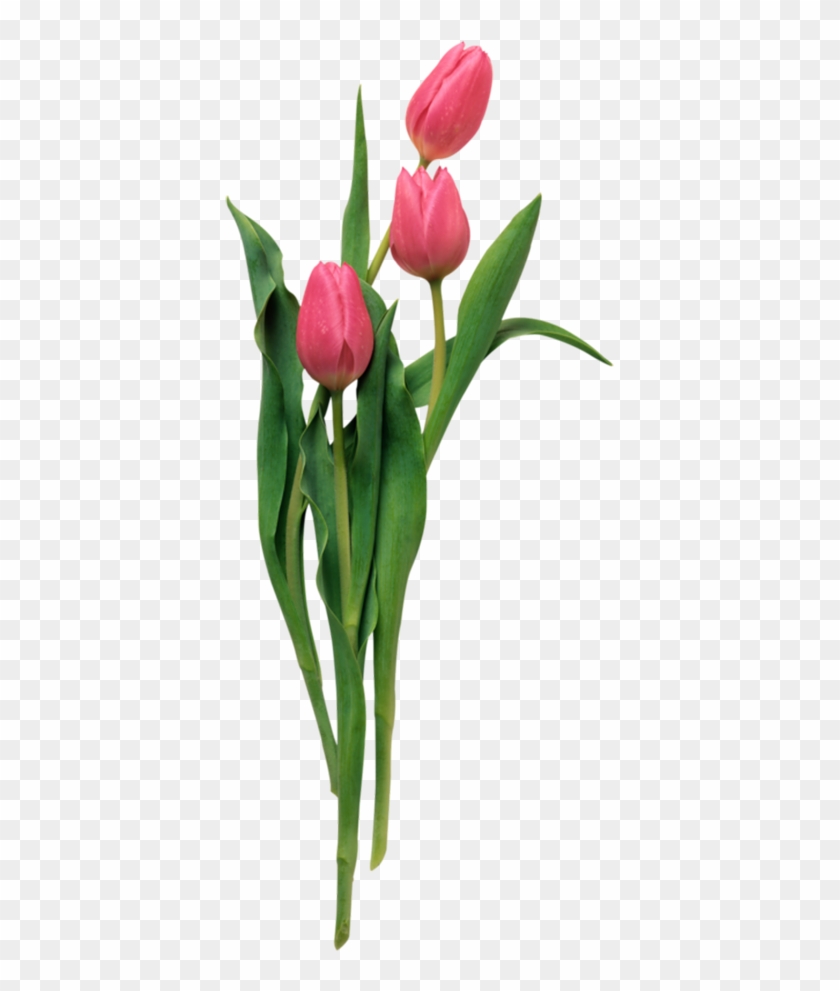 Gardenmania Diy Artwork, Flower Clipart, Hd Desktop, - Gardenmania Diy Artwork, Flower Clipart, Hd Desktop, #1527257