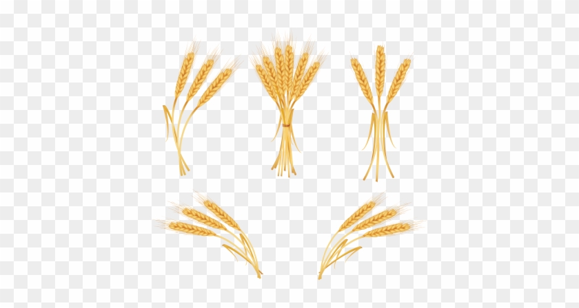 Wheat - Wheat #1530542