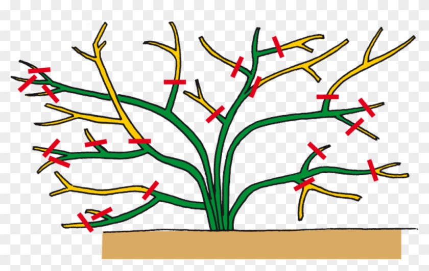 Gartencenter Ostmann Gr N Erleben Rosen Richtig Schneiden - Kletterrosen Schneiden #237634