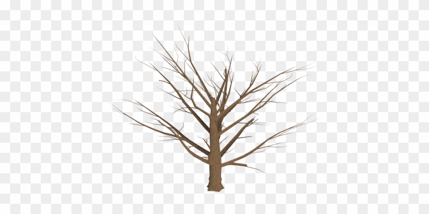 Baum, Freigestellt, Abgestorben - Wilting Tree Transparent Backround #237825