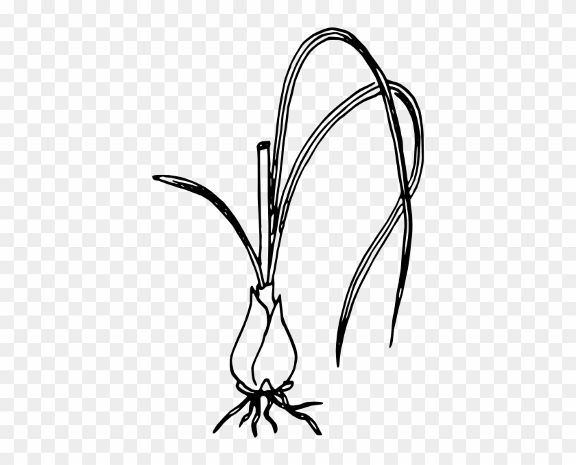 Onion Plant Clipart Black And White #240242
