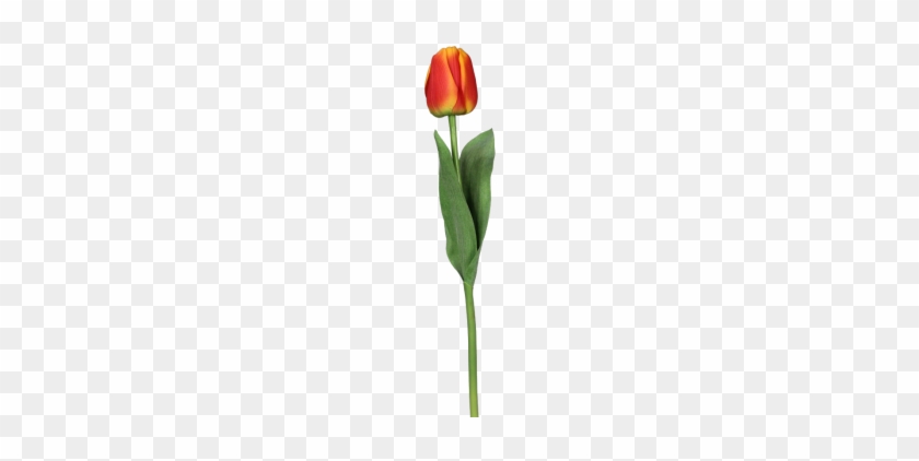 Orange Tulpe #240417
