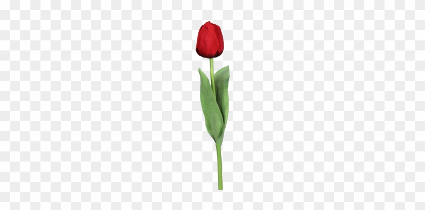 Tulpe Royal Rot 49 Cm - Einzelne Tulpen #240419