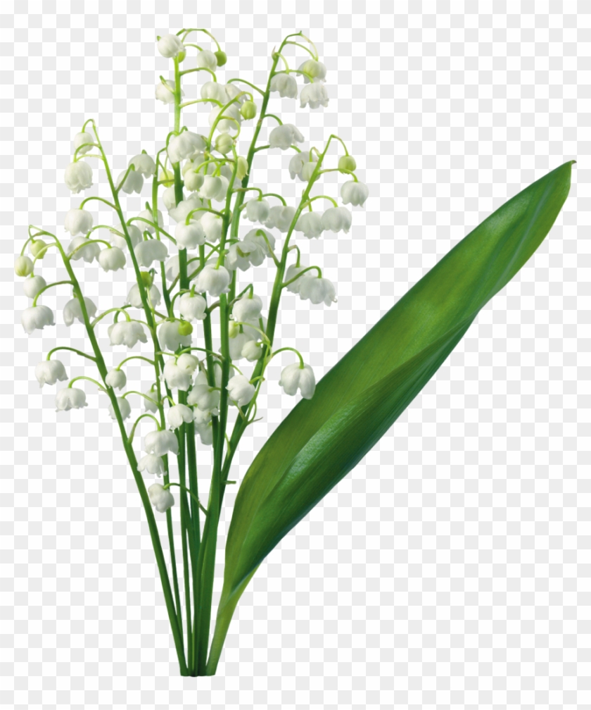Transparent Lily Of The Valley - Lily Of The Valley Png #240695