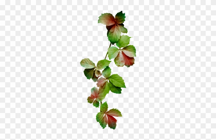 Фотки Branches, Clip Art, Wood, Illustrations - Фотки Branches, Clip Art, Wood, Illustrations #1531639