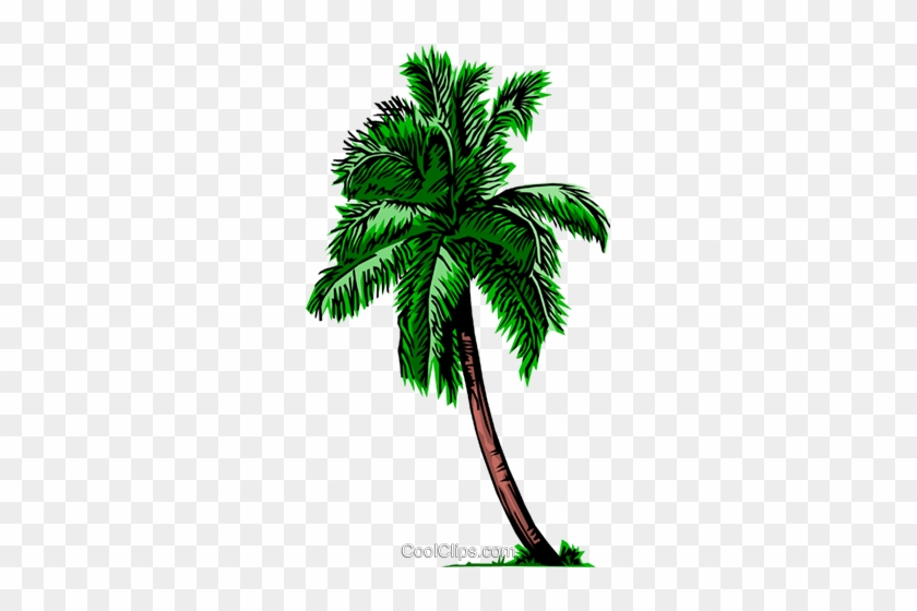 Palm Tree - Palm Tree #1531724